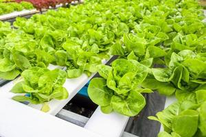 plante de salade de laitue à feuilles vertes biologiques fraîches dans un système de ferme de légumes hydroponique photo