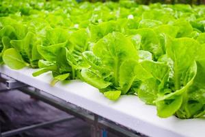 plante de salade de laitue à feuilles vertes biologiques fraîches dans un système de ferme de légumes hydroponique photo