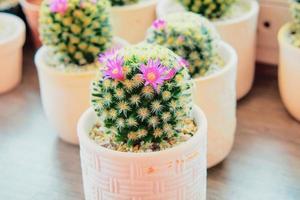 cactus mignon sur la table avec de belles fleurs photo