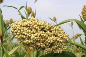 tête de grain de sorgho. photo