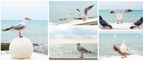 mouettes blanches en face de la mer photo