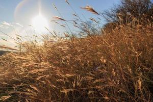 fond d'été avec des épis de blé dans le champ dans des tons or photo