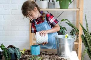 fille transplante un philodendron de plante d'intérieur en pot dans un nouveau sol avec drainage. entretien des plantes en pot, arrosage, fertilisation, saupoudrez le mélange à la main avec une cuillère et tassez-le dans un pot. photo