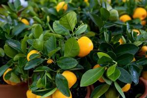 arbre de mandarine dans un pot de fleurs avec des fruits sur l'étagère d'un magasin de fleurs. mandarine de plante d'intérieur, acheter en cadeau, cultiver à la maison photo