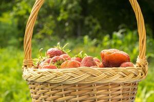 fraise dans le panier sur l'herbe photo