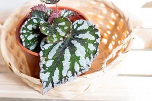 maison plante en pot bégonia décoratif à feuilles caduques à l'intérieur de la maison. passe-temps dans la culture, l'entretien des plantes, la serre, le jardinage à la maison. photo