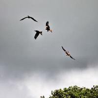 une vue d'un cerf-volant rouge en vol photo