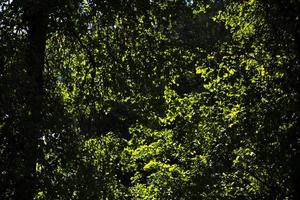feuilles vertes en été. bois en détail. branches avec des feuilles. photo