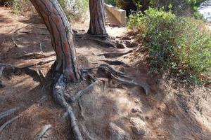 racines de pin sortant du sol à la recherche d'eau et de nutriments photo