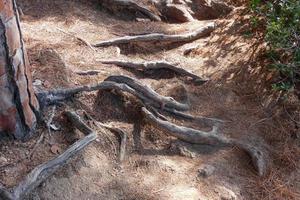 racines de pin sortant du sol à la recherche d'eau et de nutriments photo
