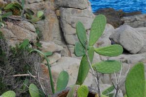 le figuier de barbarie avec les figues de barbarie, une plante du sud de l'europe et de l'afrique du nord. photo