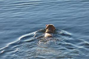 chien jouant et se baignant dans la mer tôt le matin. photo