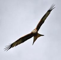 une vue d'un cerf-volant rouge en vol photo