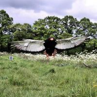 vue d'un aigle bateleur photo