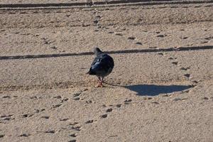 pigeons communs sur le sable de la plage en été photo