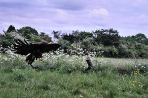 vue d'un aigle des steppes en vol photo
