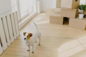 photo d'un chien russel terrier de race posant dans une pièce spacieuse vide, retiré dans un nouveau lieu de vie avec ses hôtes, pile de boîtes en carton en arrière-plan. animaux, maison et concept de jour de déménagement