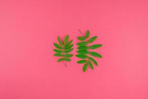 feuilles de sorbier vert sur fond rose vif photo