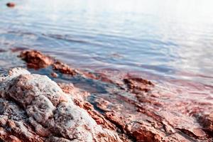 lac rose de torrevieja à alicante, espagne photo