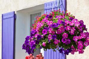 fleurs de pétunia lumineuses sur un fond de mur de maison photo