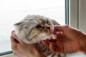 main du propriétaire caressant le chat scottish fold gris tabby. photo