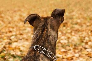 vue arrière sur le chien de bringé staffordshire terrier sur fond de feuilles d'automne dans un parc. photo