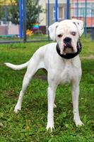 chien boxer blanc avec des yeux de couleur différente dans un parc. photo