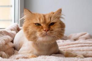 portrait d'un beau chat aux cheveux longs au gingembre soigné avec coupe de cheveux, vue de face. photo