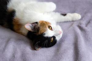 le joli chat en écaille de tortue repose sur la couverture violette. photo