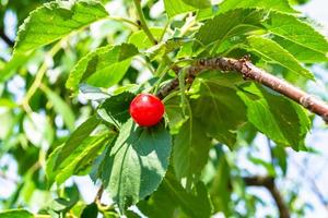 photographie sur le thème belle branche fruitière cerisier photo