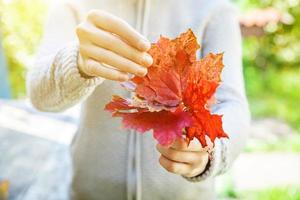 gros plan automne naturel vue d'automne mains de femme tenant des feuilles d'érable orange rouge sur fond de parc. fond d'écran nature inspirant octobre ou septembre. concept de changement de saisons. photo