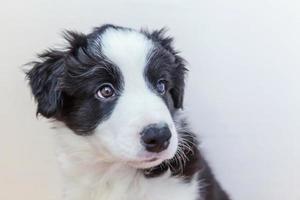 Funny studio portrait of cute smilling puppy dog border collie sur fond blanc photo