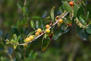 baies sauvages et non comestibles sur les arbres dans un parc de la ville photo