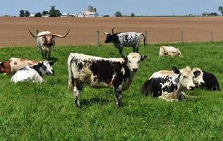 groupe de vaches et de bétail tachetés dans un champ. photo