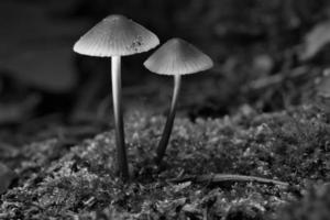 deux petits champignons en filigrane photographiés en noir et blanc, sur de la mousse avec une tache lumineuse photo