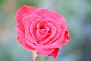 belle fleur de roses rouges dans le jardin photo