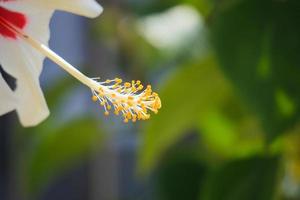 fleur d'hibiscus dans un jardin verdoyant photo