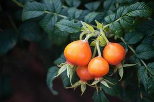 Cynorrhodon sauvage dans le jardin biologique photo