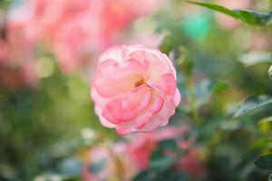 belle fleur de roses roses dans le jardin photo