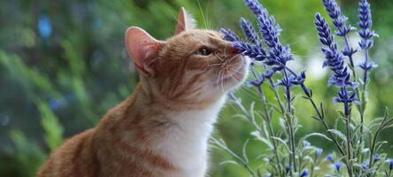 chat et fond de fleur de lavande photo