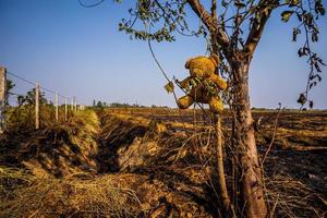 ours en peluche accroché à un arbre en feu combustion dans un vaste champ, incendies de forêt résultant, conséquences de l'empoisonnement aux pm2,5, feu de brousse dans l'arrière-pays thaïlandais, arbres brûlés et sole noire. photo