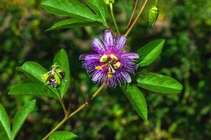 fruit de la passion ou fleur de passiflore sur fond vert flou. photo