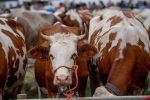 foire aux bestiaux, la plus grande foire aux bestiaux des vallées de bergame photo