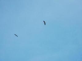 oiseaux volant dans le ciel bleu photo