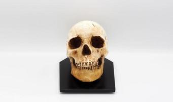 modèle de tête de crâne humain en plastique rasin. photo