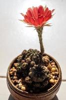 pétale délicat de couleur rouge avec des poils moelleux de fleur de cactus echinopsis photo