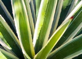 gros plan de plante succulente du siècle, épine et détail sur les feuilles d'agave des caraïbes photo