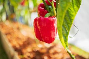 plante de poivron rouge poussant dans un jardin biologique photo