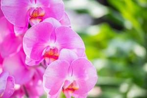 belle fleur d'orchidée phalaenopsis qui fleurit dans le fond floral du jardin photo