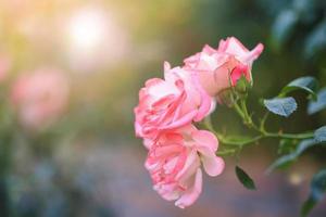 belle fleur de roses roses dans le jardin